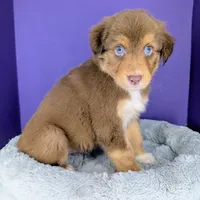 GEORGE (Jasmine3Boy3) RTM+LongTail+Blue Eyes🤞 CHIC-OFAs-DNA-AKC titled, a male Australian Shepherd for sale in South Hill, VA – 10 of 10