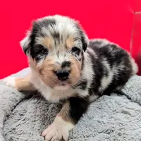 Jasmine3Boy1 BMM+NBT+Blue Eyes🤞 CHIC-OFAs-DNA-AKC titled, a male Australian Shepherd for sale in South Hill, VA – 2 of 10