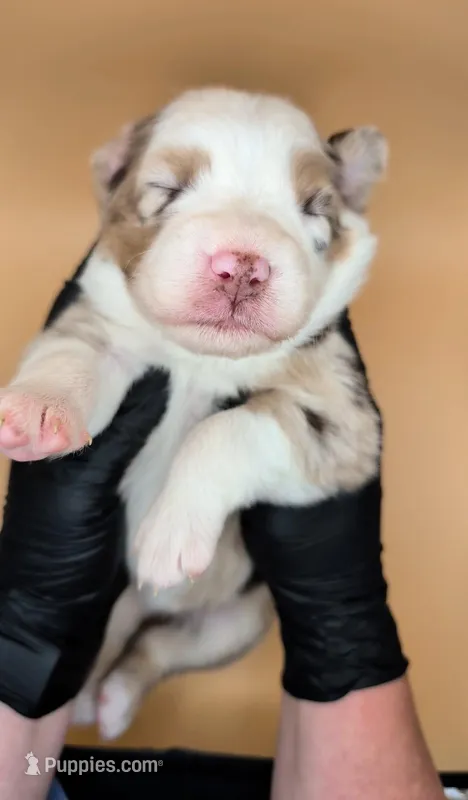 Raven3Girl4- RMF, LONG Tail, OFAs, genetics, blue eyes likely – Australian Shepherd puppy for sale in South Hill, VA