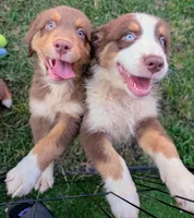 Jasmine3Boy5 RTM+NBT+Blue Eye CHIC-OFAs-DNA-AKC titled parents, a male Australian Shepherd for sale in South Hill, VA – 9 of 10