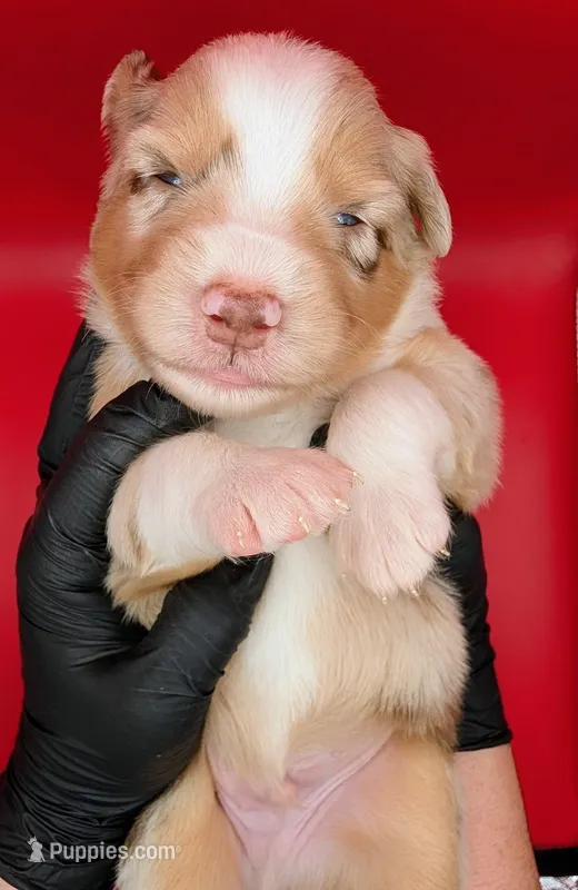 Quinn5Boy2- RMM,NBT, blue eyes likely, CHIC-OFA-DNA-AKC Titled Parents – Australian Shepherd puppy for sale in South Hill, VA
