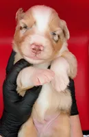 Quinn5Boy2- RMM,NBT, blue eyes likely, CHIC-OFA-DNA-AKC Titled Parents, a male Australian Shepherd for sale in South Hill, VA – 1 of 9