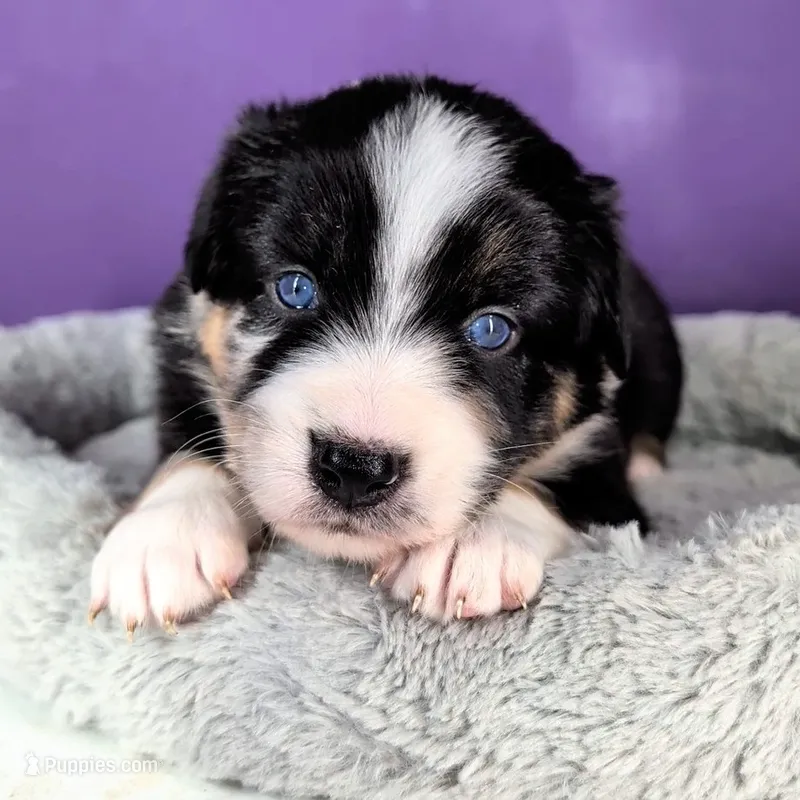 Raven3Girl2- BTM, LONG Tail, OFAs, genetics, blue eyes likely – Australian Shepherd puppy for sale in South Hill, VA