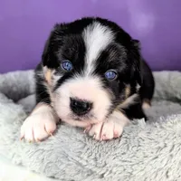 Raven3Girl2- BTM, LONG Tail, OFAs, genetics, blue eyes likely, a female Australian Shepherd for sale in South Hill, VA – 1 of 9