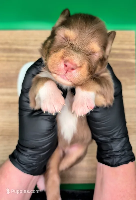 Jasmine3Boy2 RTM+LongTail+Blue Eyes🤞 CHIC-OFAs-DNA-AKC titled – Australian Shepherd puppy for sale in South Hill, VA