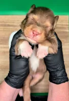 Jasmine3Boy2 RTM+LongTail+Blue Eyes🤞 CHIC-OFAs-DNA-AKC titled, a male Australian Shepherd for sale in South Hill, VA – 1 of 10