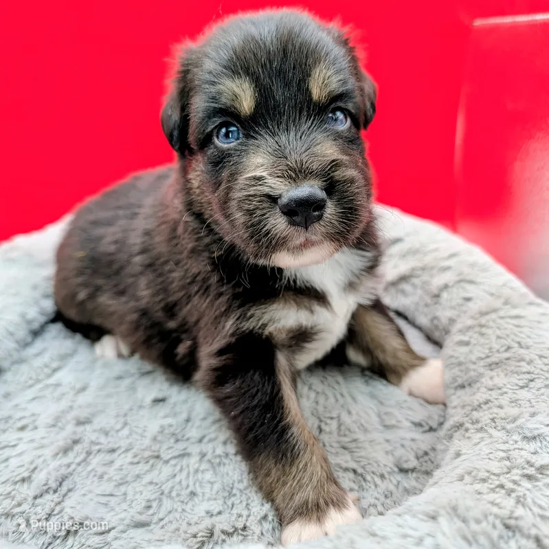 Jasmine3Boy7 BTM+NBT+BlueEyes🤞 CHIC-OFAs-DNA-AKC titled parents – Australian Shepherd puppy for sale in South Hill, VA