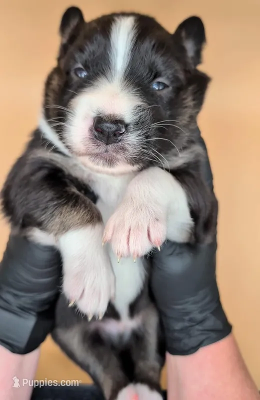Raven3Boy2- BTM, LONG Tail, OFAs, genetics, blue eyes likely – Australian Shepherd puppy for sale in South Hill, VA