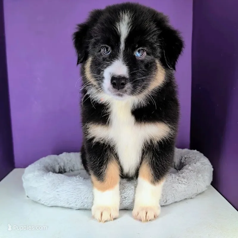 Raven3Boy2- BTM, LONG Tail, OFAs, genetics, blue eyes likely – Australian Shepherd puppy for sale in South Hill, VA