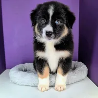 Raven3Boy2- BTM, LONG Tail, OFAs, genetics, blue eyes likely, a male Australian Shepherd for sale in South Hill, VA – 1 of 10