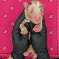 Quinn5Girl2- RMF,LONG tail, blue eyes🤞CHIC-OFA-DNA-AKC Titled Parents, a female Australian Shepherd for sale in South Hill, VA – 2 of 9