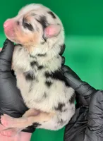 Jasmine3Girl1- BMF,LongTail,CHIC/OFAs/DNA/AKC titled, blue eyes likely, a female Australian Shepherd for sale in South Hill, VA – 4 of 9