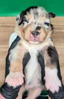 Jasmine3Boy1 BMM+NBT+Blue Eyes🤞 CHIC-OFAs-DNA-AKC titled, a male Australian Shepherd for sale in South Hill, VA – 9 of 10