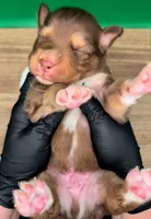 Jasmine3Boy3 RTM+LongTail+Blue Eyes🤞 CHIC-OFAs-DNA-AKC titled, a male Australian Shepherd for sale in South Hill, VA – 9 of 10