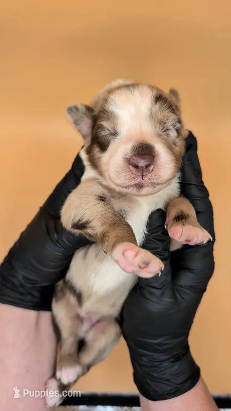 Remi4Boy1- RMM, LONG tail, blue eyes 🤞 CHIC-OFA-DNA-AKC Titled Parents – Australian Shepherd puppy for sale in South Hill, VA