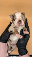 Remi4Boy1- RMM, LONG tail, blue eyes 🤞 CHIC-OFA-DNA-AKC Titled Parents, a male Australian Shepherd for sale in South Hill, VA – 1 of 9