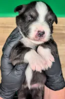 Jasmine3Boy6 BTM+LongTail+BlueEyes🤞 CHIC-OFAs-DNA-AKC titled parents, a male Australian Shepherd for sale in South Hill, VA – 10 of 10