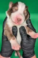 Jasmine3Boy5- RTM,NBT,CHIC/OFAs/DNA/AKC titled, blue eyes likely, a male Australian Shepherd for sale in South Hill, VA – 4 of 8