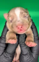 Remi4Boy2- RMM, LONG tail, blue eyes 🤞 CHIC-OFA-DNA-AKC Titled Parents, a male Australian Shepherd for sale in South Hill, VA – 5 of 10