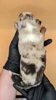 Remi4Boy1- RMM, LONG tail, blue eyes 🤞 CHIC-OFA-DNA-AKC Titled Parents, a male Australian Shepherd for sale in South Hill, VA – 5 of 9