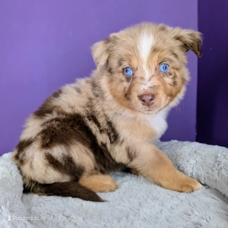 Remi4Boy2- RMM, LONG tail, blue eyes 🤞 CHIC-OFA-DNA-AKC Titled Parents – Australian Shepherd puppy for sale in South Hill, VA