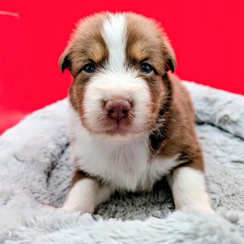 Jasmine3Boy4 RTM+NBT+Blue Eyes🤞 CHIC-OFAs-DNA-AKC titled – Australian Shepherd puppy for sale in South Hill, VA