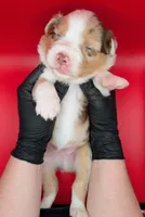 Quinn5Boy1- RMM,NBT, blue eyes likely, CHIC-OFA-DNA-AKC Titled Parents, a male Australian Shepherd for sale in South Hill, VA – 7 of 9