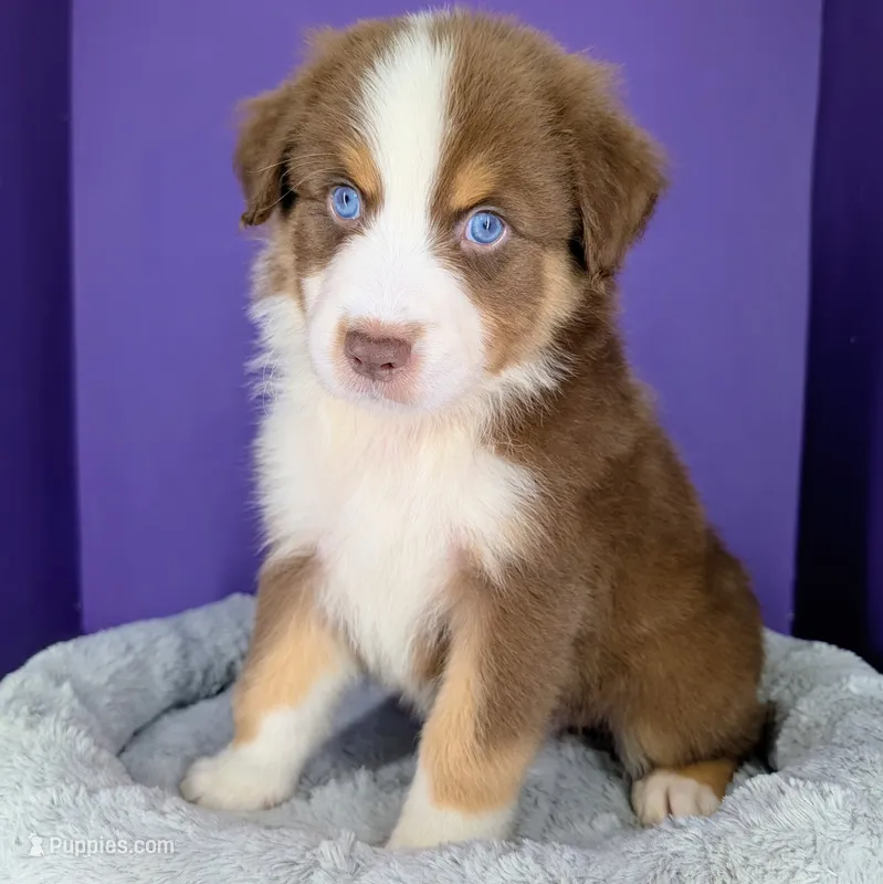 Jasmine3Boy5 RTM+NBT+Blue Eyes🤞 CHIC-OFAs-DNA-AKC titled parents – Australian Shepherd puppy for sale in South Hill, VA