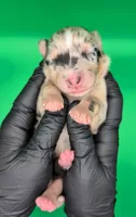 RemiGirl1- BMF, LONG tail, blue eyes 🤞 CHIC-OFA-DNA-AKC Titled Parents, a female Australian Shepherd for sale in South Hill, VA – 8 of 10