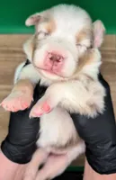 Jasmine3Girl2 RMF+NBT+Blue Eyes🤞 CHIC-OFAs-DNA-AKC titled, a female Australian Shepherd for sale in South Hill, VA – 1 of 10