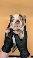 Remi4Boy1- RMM, LONG tail, blue eyes 🤞 CHIC-OFA-DNA-AKC Titled Parents, a male Australian Shepherd for sale in South Hill, VA – 6 of 9