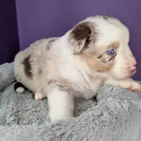 Raven3Girl4- RMF, LONG Tail, OFAs, genetics, blue eyes likely, a female Australian Shepherd for sale in South Hill, VA – 8 of 10