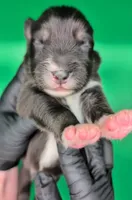 Jasmine3Boy7- BTM,NBT,CHIC/OFAs/DNA/AKC titled, blue eyes likely, a male Australian Shepherd for sale in South Hill, VA – 2 of 7