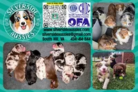 Jasmine3Boy5 RTM+NBT+Blue Eye CHIC-OFAs-DNA-AKC titled parents, a male Australian Shepherd for sale in South Hill, VA – 10 of 10