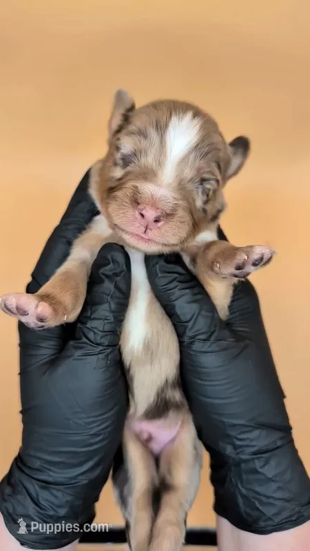 Remi4Boy2- RMM, LONG tail, blue eyes 🤞 CHIC-OFA-DNA-AKC Titled Parents – Australian Shepherd puppy for sale in South Hill, VA