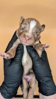 Remi4Boy2- RMM, LONG tail, blue eyes 🤞 CHIC-OFA-DNA-AKC Titled Parents, a male Australian Shepherd for sale in South Hill, VA – 1 of 10