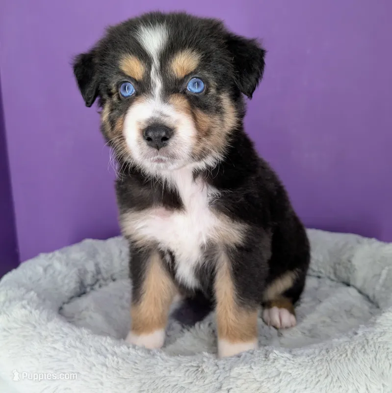 Remi4Girl2- BTF-LONG tail-blue eyes 🤞 CHIC-OFA-DNA-AKC Titled Parents – Australian Shepherd puppy for sale in South Hill, VA