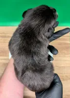 Jasmine3Boy7 BTM+NBT+BlueEyes🤞 CHIC-OFAs-DNA-AKC titled parents, a male Australian Shepherd for sale in South Hill, VA – 10 of 10