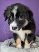 Raven3Boy2- BTM, LONG Tail, OFAs, genetics, blue eyes likely, a male Australian Shepherd for sale in South Hill, VA – 9 of 10