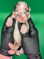Jasmine3Girl1- BMF,LongTail,CHIC/OFAs/DNA/AKC titled, blue eyes likely, a female Australian Shepherd for sale in South Hill, VA – 5 of 9