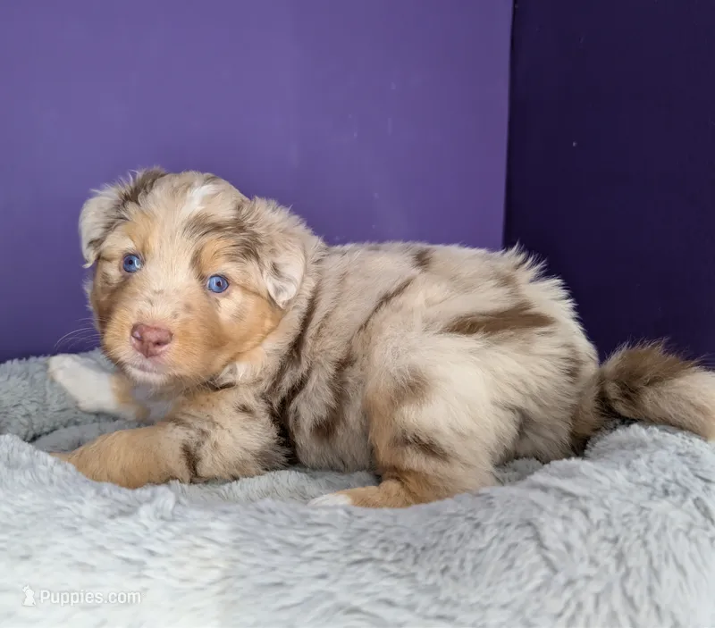Quinn5Girl2- RMF,LONG tail, blue eyes🤞CHIC-OFA-DNA-AKC Titled Parents – Australian Shepherd puppy for sale in South Hill, VA