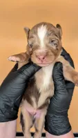 Remi4Boy2- RMM, LONG tail, blue eyes 🤞 CHIC-OFA-DNA-AKC Titled Parents, a male Australian Shepherd for sale in South Hill, VA – 4 of 10