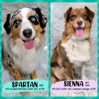 RAVEN + SPARTAN, a  Australian Shepherd for sale in South Hill, VA – Photo 7 of 10