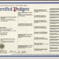 RAVEN + SPARTAN, a  Australian Shepherd for sale in South Hill, VA – Photo 8 of 10