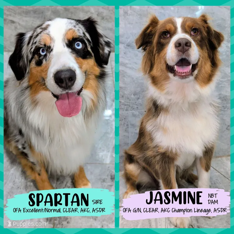 JASMINE + SPARTAN – Australian Shepherd puppy for sale in South Hill, VA