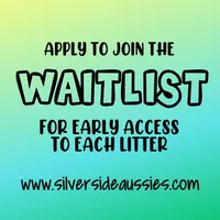 RAVEN + SPARTAN, a  Australian Shepherd for sale in South Hill, VA – Photo 2 of 10