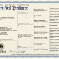 RAVEN + SPARTAN, a  Australian Shepherd for sale in South Hill, VA – Photo 9 of 10