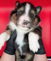 Quinn5Boy3- BTM,NBT, blue eyes likely, CHIC-OFA-DNA-AKC Titled Parents, a male Australian Shepherd for sale in South Hill, VA – 1 of 9