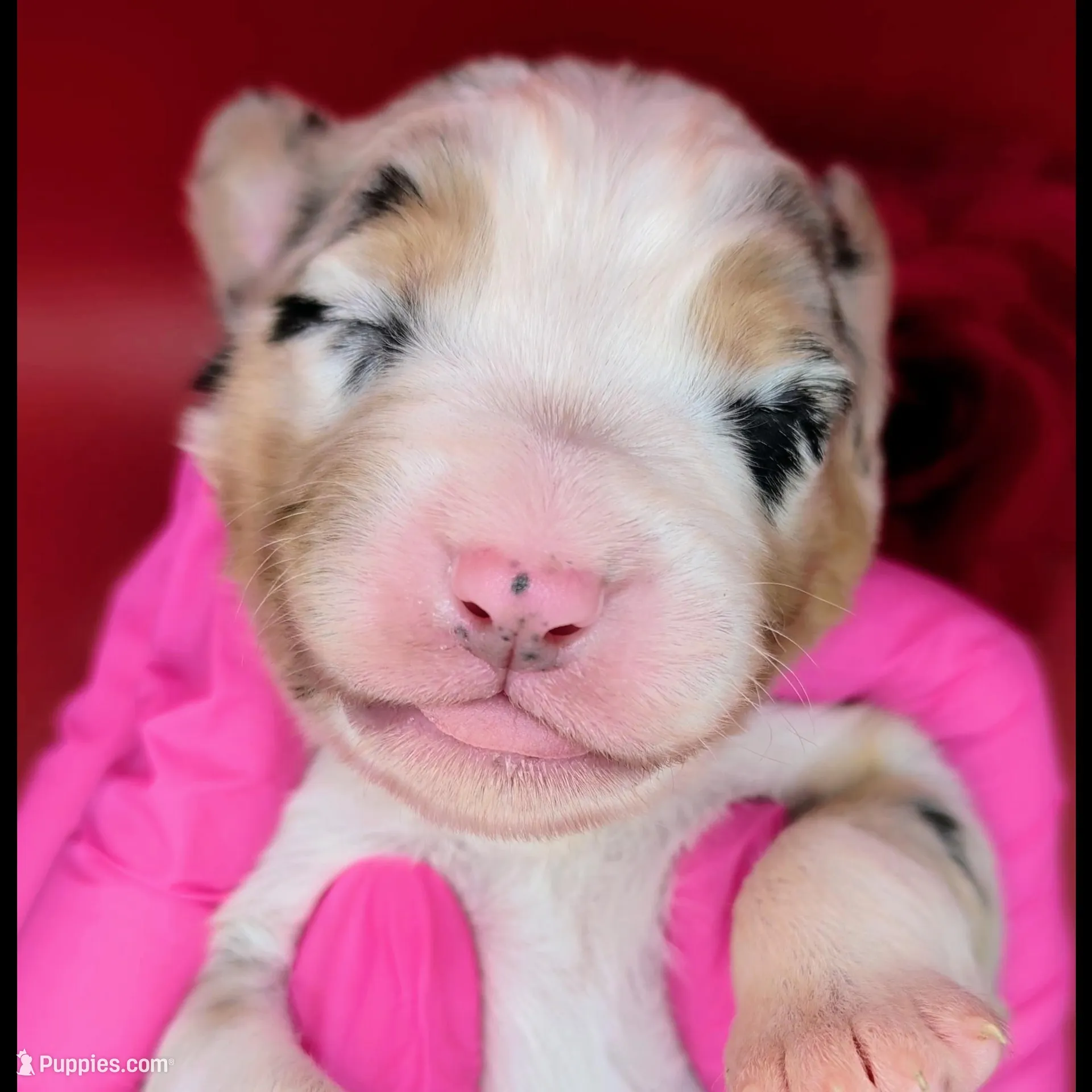 Quinn4Boy1- BMM, NBT, OFAs, genetics, blue eyes likely