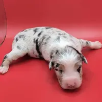 Quinn4Boy1- BMM, NBT, OFAs, genetics, blue eyes likely, a male Australian Shepherd for sale in South Hill, VA – Photo 8 of 10